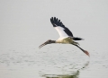 Wood-Stork;Mycteria-americana;Stork;One;avifauna;bird;feather;feathered;outdoors